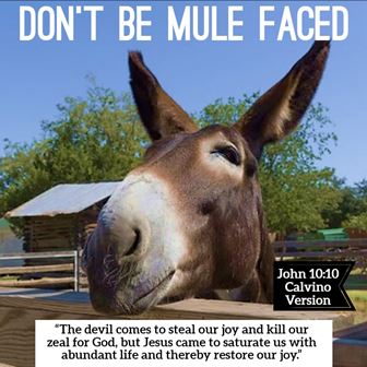 Don't Be Mule Faced